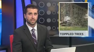 Toppled Trees
