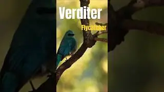 Wildlife photography||verditer flycatcher 🌎#shorts #youtubeshorts #nikonwildlife #wildlife