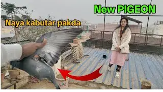 naya kabootar pakda || how to catch pigeon || #newpigeon 🪽