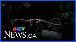 A new dinosaur exhibit