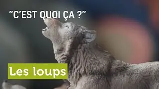 C’EST QUOI ÇA, les loups ?