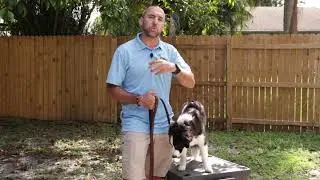 E-collar Training With Puppy // Teaching Dog To Heel w/ Garmin Pro 550 E Collar for Dogs