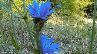 Chicory flowers opening and closing - Time-lapse 1800X
