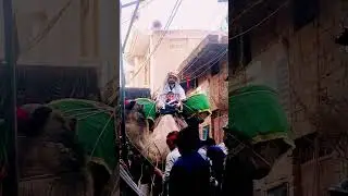 juloos e amari 28 rajab l safar e imam Hussain a.s l sughra imambada to meeran sb Imambada #shorts