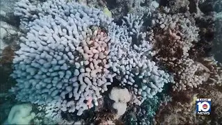 Efforts to save local coral reefs ongoing amid sweltering South Florida summer