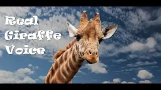 Real voice of giraffe in its wilderness