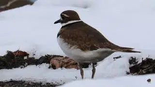 Killdeer