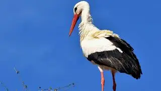 The sounds of storks #nature #animals #birds #birdsounds #storks #storkbird