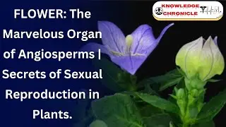 Flower: Nature's Masterpiece | Secrets of Sexual Reproduction in Angiosperms Explained. #trending