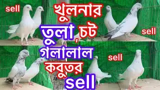 খুলনার বিখ্যাত তুলা , চট , গলালাল কবুতর sell হবে || Khulna old blood line pigeon for sell ||