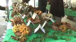 GIFFONE: SAGRA DEL FUNGO