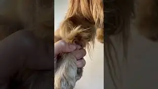 🐶✨ Paw care for your furry friend: Here's how ❤️ 🐾🐾🐾