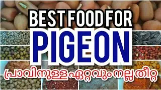 best food for pigeon.പ്രാവിനുള്ള സൂപ്പർ ഫുഡ് ഉണ്ടാക്കുന്ന രീതി.. #pigeonfood#ottamoolikarshakan
