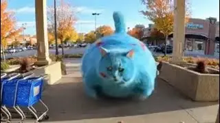 Cat Of Destruction Compilation - Part 6 
