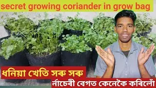 How to grow coriander in pots? অতি কম ঠাইত ধনিয়া খেতি @d.k.technicalfarming7983