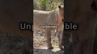 5 Most Fierce Animals In The World