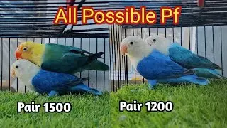 All Possible Pf Pair .Sasti Lovebird deal MoonAviary #birdsvlog #lovebirds #deals