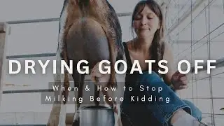 How to Dry Off a Dairy Goat (Step by Step Guide Before Kidding)