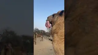 Camel Mating Signal #shorts #viral #cow #camel #cattle @Playcow