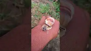 siput albino