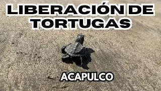 Liberación de tortugas en Acapulco - Fechas, precios, horarios y experiencia