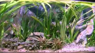 RockZolid Tropical Forest Tree Trunk 390 L