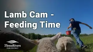 Lamb Cam - Feeding Time at Gale Woods Farm
