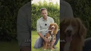Hund beruhigen? So NICHT!