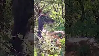 Hiding Kudu #shortsyoutube