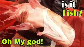 Wow What A Big Fish | World Best Fish fair @fishneel