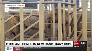 Louisville Zoo&rsquo;s Punch and Mikki take first steps in nation&rsquo;s largest elephant refuge