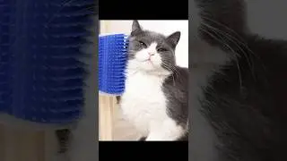 Cat self groomer by B HATEZ, link in bio #cat #catbrush #amazonfinds #catscratcher #catsupplies