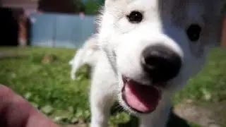 ЩЕНКИ ХАСКИ! В собачьем раю! Чемпионат мира HUSKY ВЛОГ