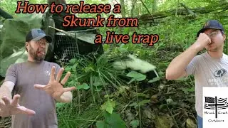 Removing A Skunk From A Live Trap Without Getting Sprayed!!