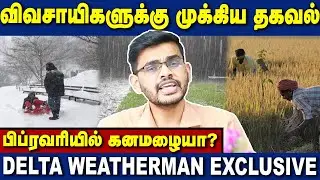 Heavy rains at the end of February? Is there a risk to the samba harvest? Report for farmers