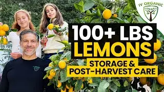 Post-Harvest Fruit Tree Care | Surplus Lemon Storage