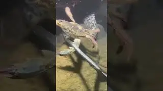 Spearing Fish in Strong Currents | 強い潮流でスピアフィッシング | 2025-12-23 22:36:26