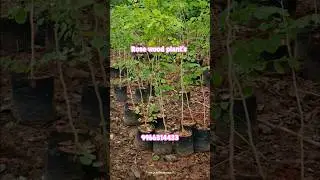 Rosewood Plants Now Available &mdash; Premium Timber Trees for Plantation & Landscaping!