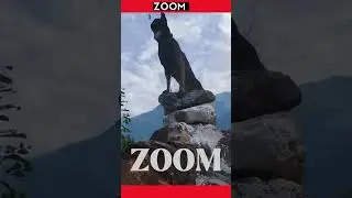 ⚪⚫R.I.P: #ZOOM🐶 THE INDIAN ARMY DOG [K9] #shorts
