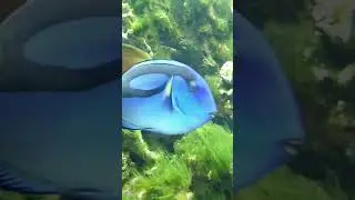 Blue Tang (Dory from Nemo) 😍😍 #animalia  #fish