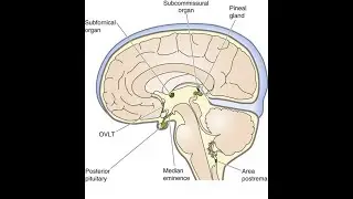 Circumventricular Glands (Organs), their location and mnemonics to easily remember them