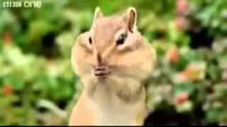 Beatbox Chipmunk