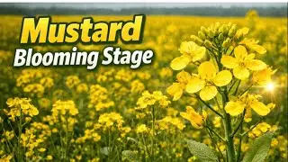 Mustard Blooming Stage 🌼#MustardPlant#MustardSeeds#SeedDevelopment
