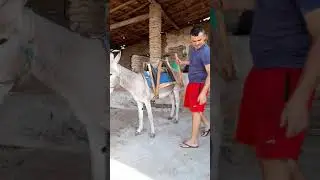 Cangaia de jumento.Como colocar....