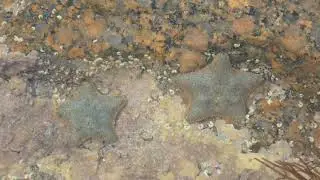 Cushion star - Ast&eacute;rie Bossue (Asterina gibbosa)