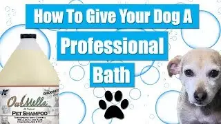 How To Give Your Dog A Professional Bath At Home | Pet Grooming Tutorial