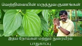 வெற்றிலையின் மருத்துவ குணங்கள் | இதய பலகாரி வெற்றிலை வைத்தியம் | நுரையீரல் பாதுகாப்பு #betelleaf