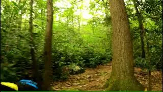 Wawayanda Rockadendron Trail Sept 12, 2021