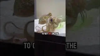 Осьминог Томми съедает двух лобстеров-тапочек.