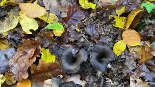 Craterellus cornucopioides, Trompette de la mort (fr.), Horn of plenty (en.), November 1, 2021